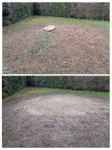 Photo de galerie - Rognage d une souche de gros sapin