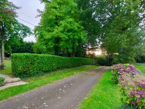 Photo de galerie - Taille de haies et d'arbustes