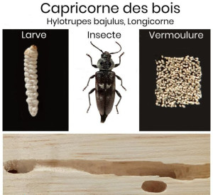 Photo de galerie - Charpente