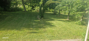 Photo de galerie - Tonte de pelouse - Débroussaillage