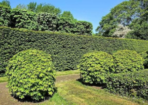 Photo de galerie - Taille haie + arbuste 