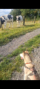 Photo de galerie - Grosse balade (bonjour les vaches !)