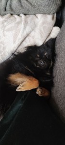 Photo de galerie - Garde chien