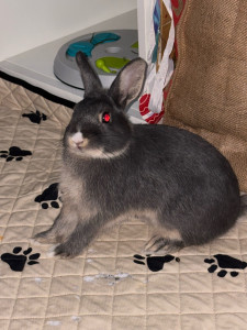 Photo de galerie - Lapinou * lapin que je garde pendant les vacances de c’est maîtres depuis tout petit ❤️