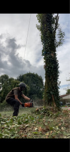 Photo de galerie - Abattage