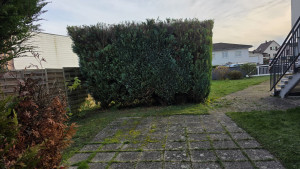 Photo de galerie - Taille des Thuyas 
Après 