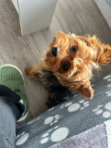 Photo de galerie - Je garde même des  petits chiens 