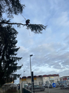 Photo de galerie - élagage d’arbres 