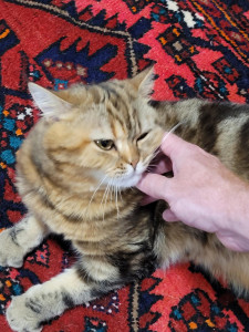 Photo de galerie - Garde chat