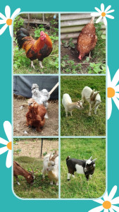 Photo de galerie - Garde animaux