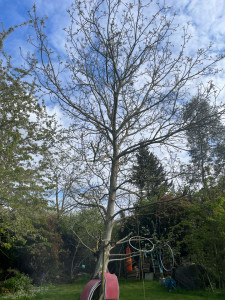 Photo de galerie - Coupe de l’arbre 