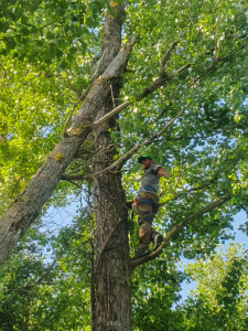 Photo de galerie - Abattage d'arbre en Zone sensible (installation d'une corde de rétention) 