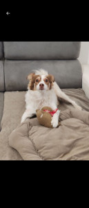 Photo de galerie - Garde animaux
