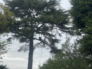 Photo de galerie - Taille sanitaire et réduction de charpentières d’un cèdre de 30 m de haut