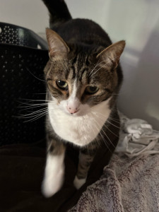 Photo de galerie - Garde chat