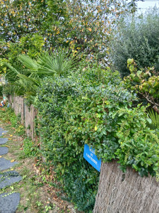 Photo de galerie - Taille de haies et d'arbustes