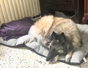 Photo de galerie - Dodo!