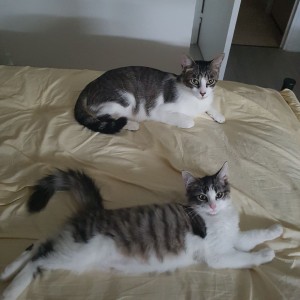 Photo de galerie - 2 chats gardés 1 mois l'été chez moi