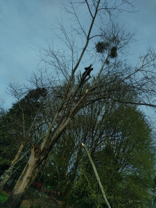 Photo de galerie - L'élagage fait du bien à vos arbres ? enlever toutes les branches mortes 