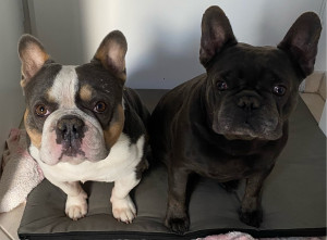 Photo de galerie - Garde de chien tout type de races