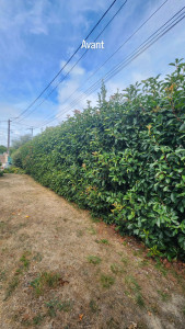 Photo de galerie - Taille de haies et d'arbustes