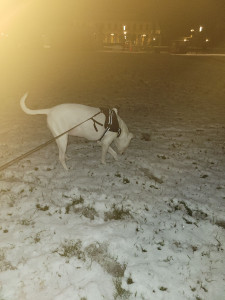 Photo de galerie - Garde de chien 