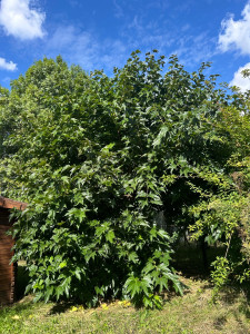 Photo de galerie - Avant 