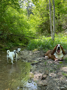 Photo de galerie - Garde chien