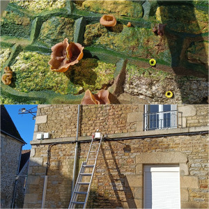 Photo de galerie - Nettoyage d'une façade infectée par des champignons
