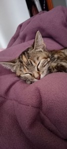 Photo de galerie - Garde animaux