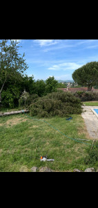 Photo de galerie - Decoupe d’un arbre?
