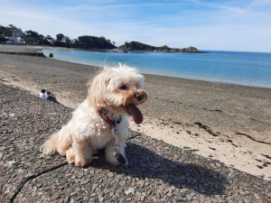 Photo de galerie - Mon chien 