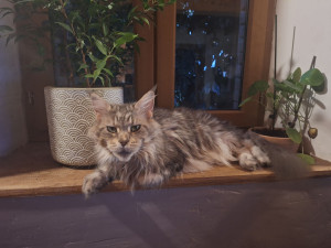 Photo de galerie - Garde chat
