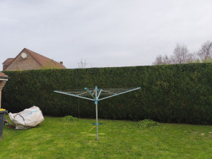 Photo de galerie - Taille de haie 