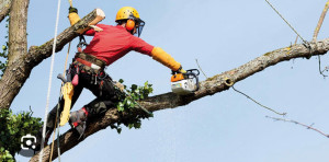 Photo de galerie - élagage 