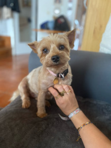 Photo de galerie - Garde chien