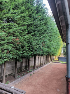 Photo de galerie - Abattage d'une haie de cyprès. 