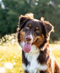 Photo de galerie - Disponible pour garde de chien 