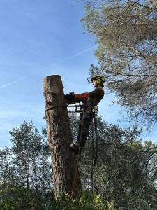 Photo de galerie - Démontage par tronçon d’un Pin d’Alep 