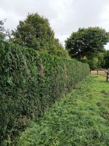 Photo de galerie - Taille de haies