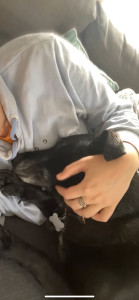 Photo de galerie - Mon chien 