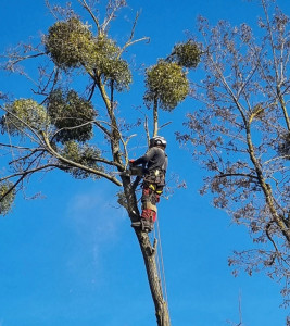 Photo de galerie - Elagage et coupe d'arbres