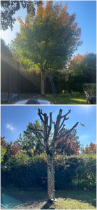 Photo de galerie - Elagage et coupe d'arbres