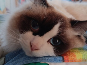 Photo de galerie - Garde chat