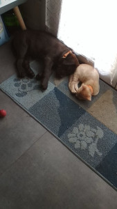 Photo de galerie - Rocket et Simba