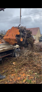 Photo de galerie - Elagage et coupe d'arbres