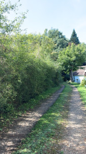 Photo de galerie - Taille de haies et d'arbustes