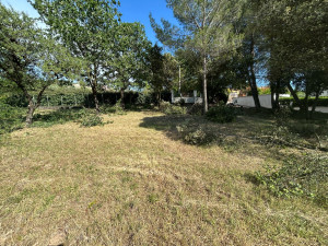 Photo de galerie - Remise au propre terrain rabattage arbre et débrouille 