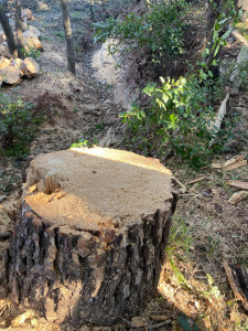 Photo de galerie - Elagage et coupe d'arbres