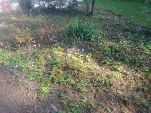 Photo de galerie - Paysagiste - Aménagement du jardin